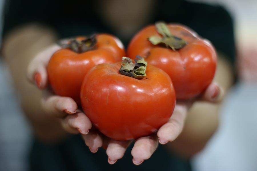 Pessoa segurando três caquis maduros nas mãos, representando a tradição agrícola de Itatiba, cidade do interior de São Paulo, conhecida pela produção da fruta e pela Festa do Caqui.