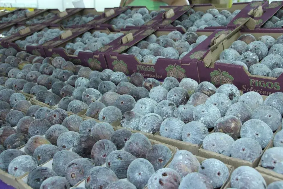 Caixas cheias de figo roxo fresco, empilhadas em feira de produtores em Valinhos, São Paulo, representando a tradição agrícola da cidade.
