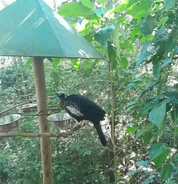 Jacutinga se alimentando em suporte no Parque das Aves, rodeada por vegetação nativa.
