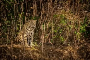 Onça-pintada camuflada entre a vegetação do Pantanal, sentada e observando o entorno. Ela está representando o que fazer no Centro-Oeste do Brasil. Foto: Freepik.