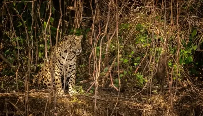 Onça-pintada camuflada entre a vegetação do Pantanal, sentada e observando o entorno. Ela está representando o que fazer no Centro-Oeste do Brasil. Foto: Freepik.