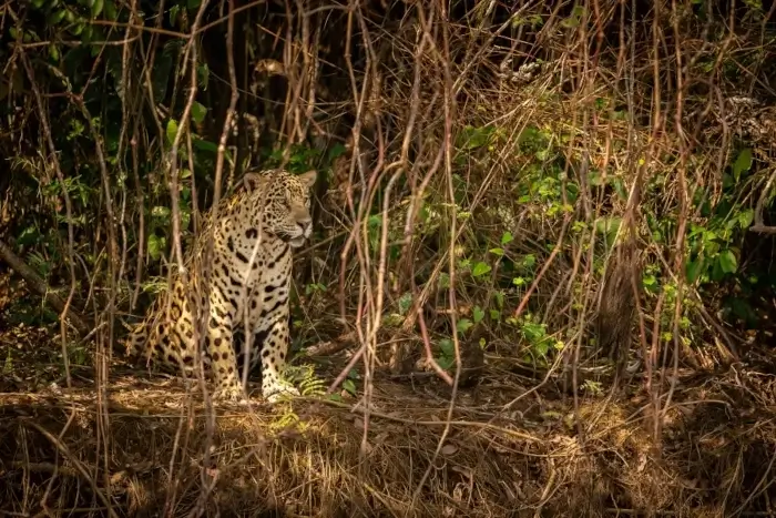 Onça-pintada camuflada entre a vegetação do Pantanal, sentada e observando o entorno. Ela está representando o que fazer no Centro-Oeste do Brasil. Foto: Freepik.