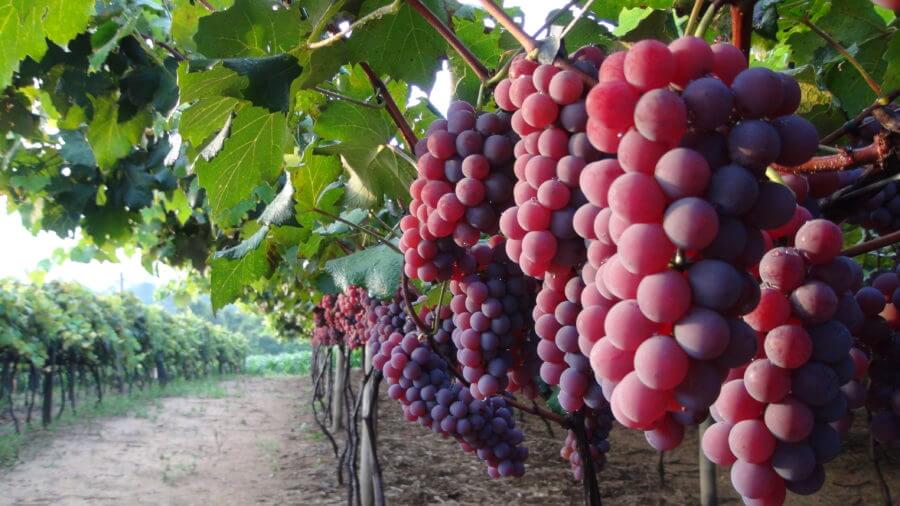 Parreiral de uva Niagara Rosada em Jundiaí, São Paulo, com cachos maduros prontos para colheita, representando a tradição agrícola da cidade.