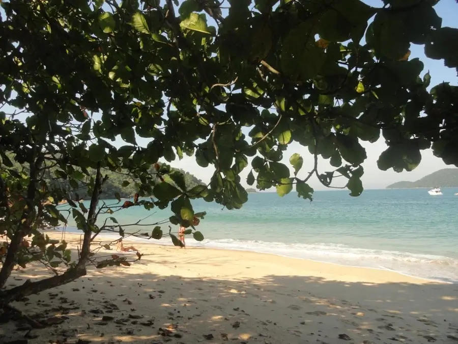 Praia Deserta na Ilha Anchieta, em Ubatuba, vista sob a sombra de uma árvore, com faixa de areia dourada e mar calmo e esverdeado ao fundo.