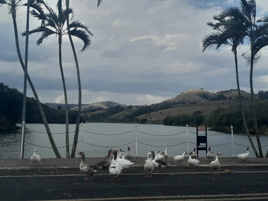 Gansos caminhando na beira do Grande Lago de Lindóia, com palmeiras e morros ao fundo.