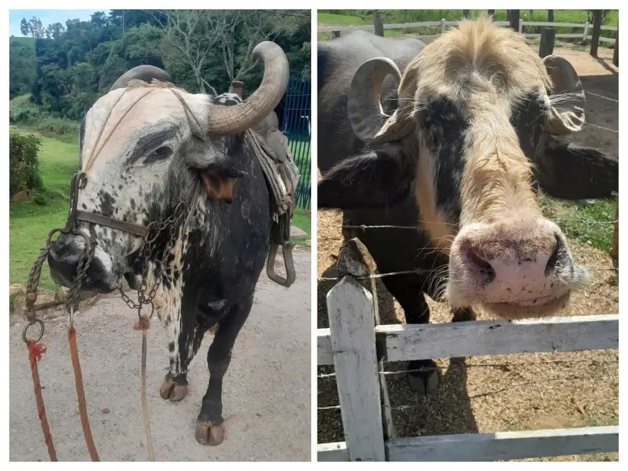Montagem de duas fotos: à esquerda, um boi com sela e chifres grandes; à direita, um búfalo olhando para a câmera por cima de uma cerca.