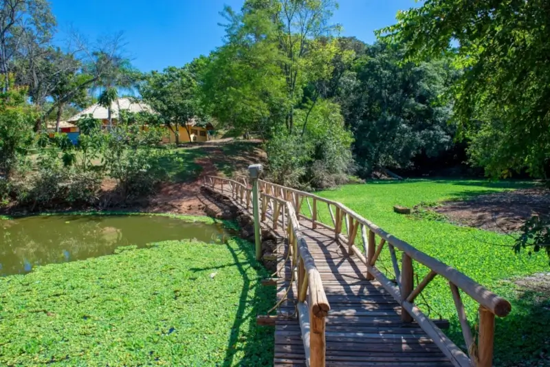 Ponte rústica de madeira atravessando um lago coberto por vegetação verde em um parque arborizado de Jaguariúna, SP.