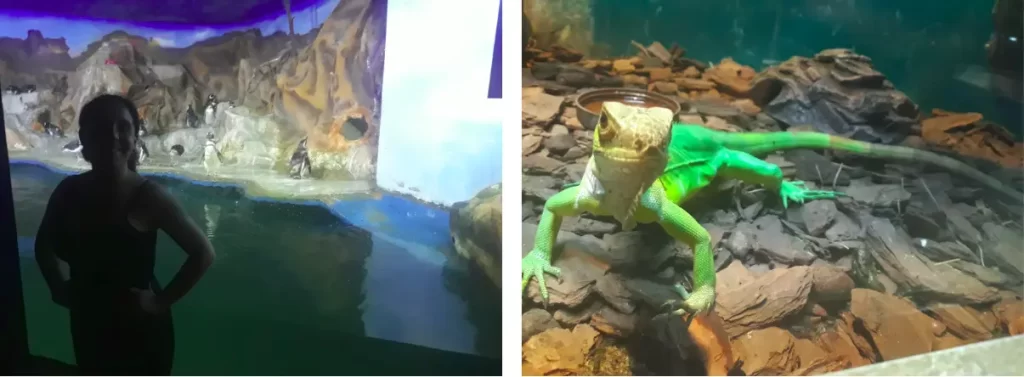 Colagem de duas fotos no Acqua Mundo em Guarujá: à esquerda, Marcia Lira, fundadora e redatora do Viagens e Passeios, observa o tanque dos pinguins; à direita, close detalhado de uma iguana verde.