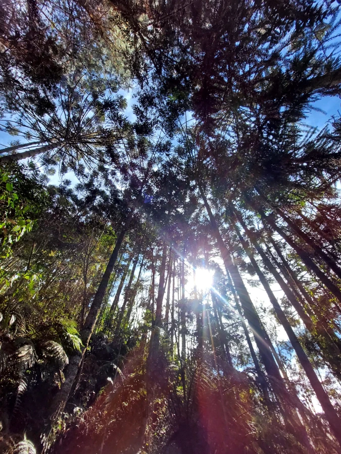 Passeio pela natureza no Sítio Ecológico Araukaria Brazil em Monte Verde, MG, mostrando sol entre as árvores.